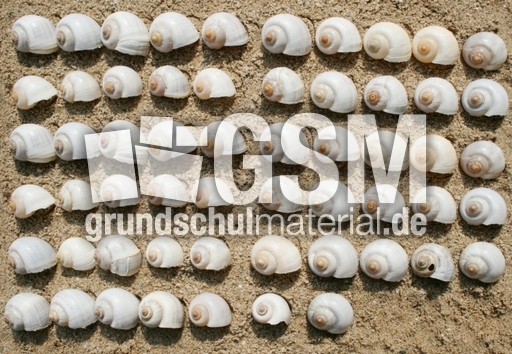 Schneckenhäuser-57.jpg
